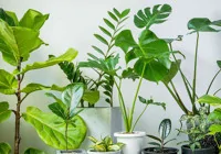 salon-bitkileri-hava-temizliyor