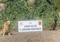 cizre-de-operasyonda-42-bin-kok-kenevir-ele-gecirildi