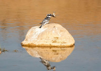 adiyaman-da-alaca-yalicapkini-ilk-defa-goruntulendi