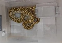 sivas-ta-kacak-yilan-ve-tarantula-operasyonu