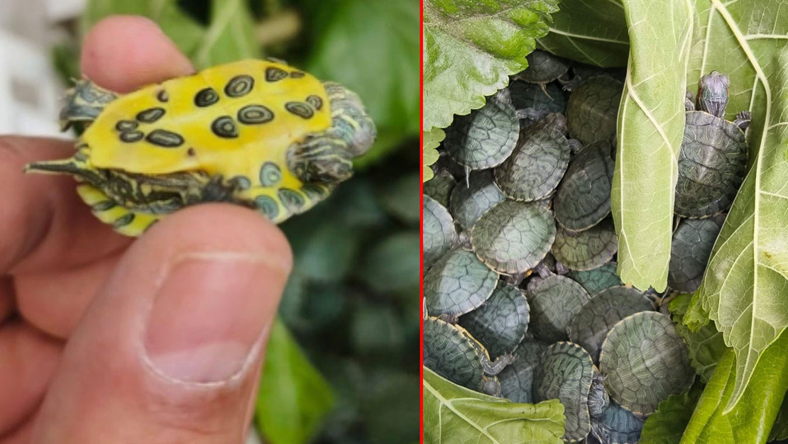 500-istilaci-kirmizi-benekli-su-kaplumbagasi-ele-gecirildi