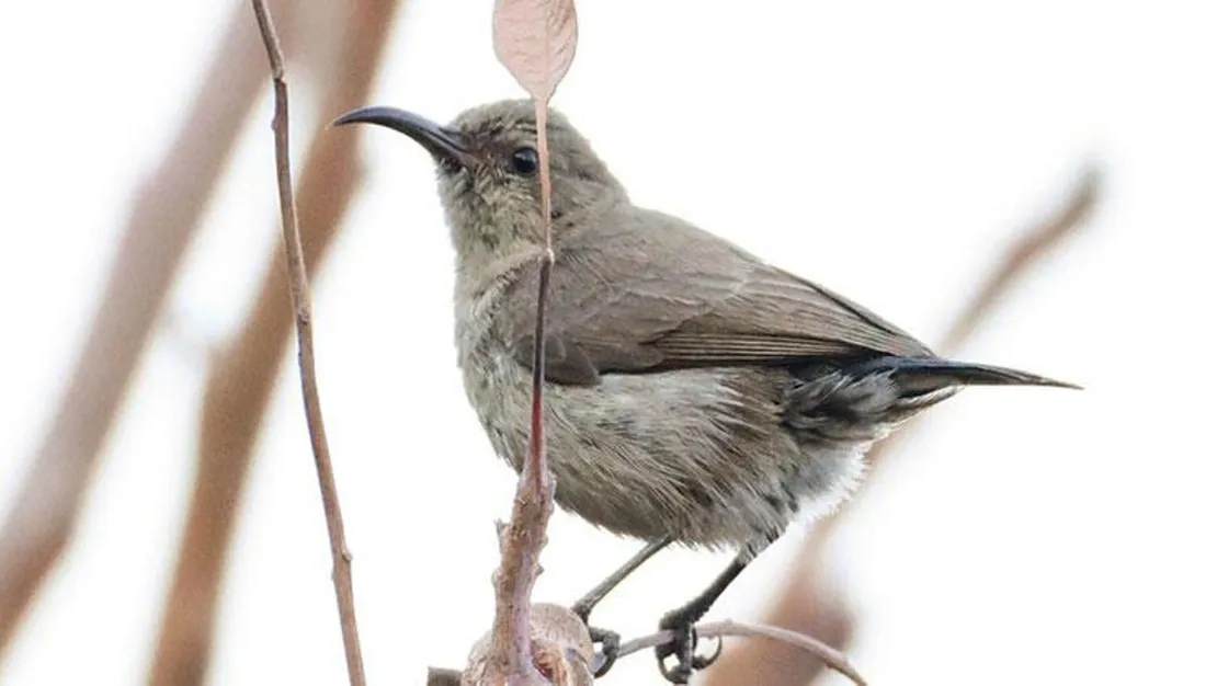 filistin-nektarkusu-ilk-kez-turkiye-de-goruldu