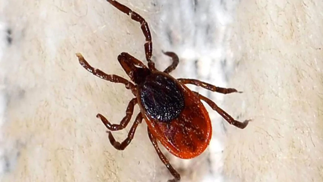 turkiye-de-kene-risk-haritasi-hazirlaniyor