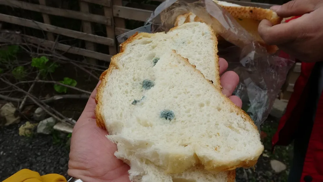 ordu-da-ekmek-kuflu-cikti