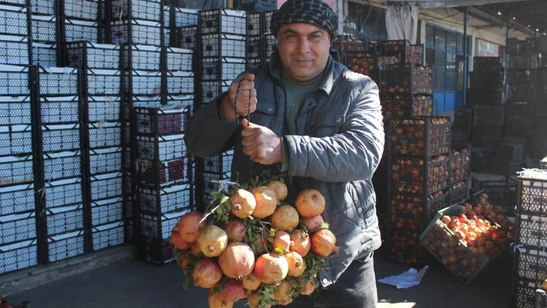 zivzik-nari-bagisiklik-sistemini-guclendiriyor