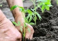 fideler-yazin-bereketini-tasiyor