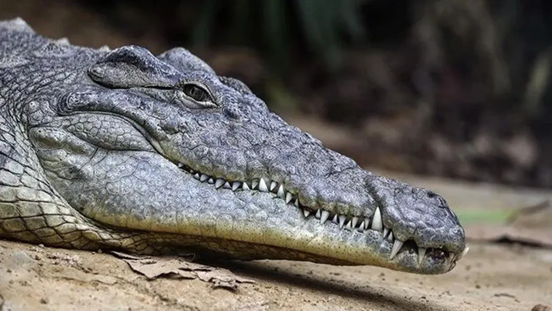 florida-da-timsah-saldirisi-kadin-hayatini-kaybetti