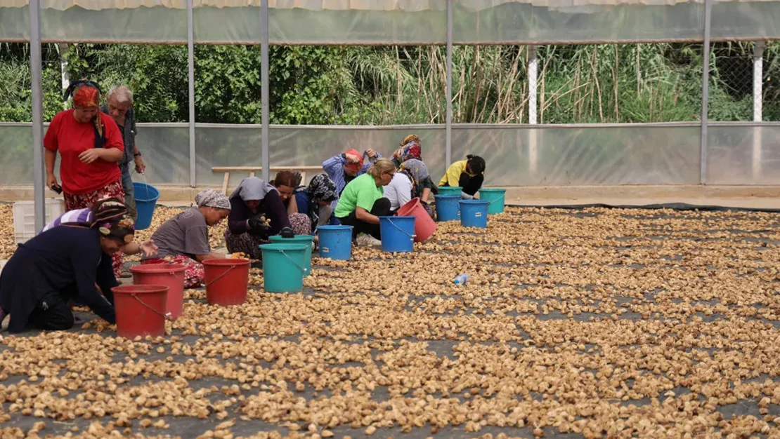 incir-hirsizlari-ureticileri-zorluyor