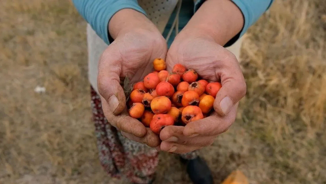 alic-hasadi-basladi-verim-dusuklugu-yasaniyor