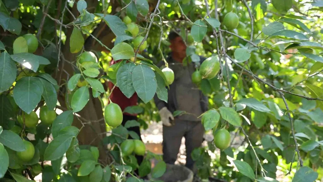 limon-hasadi-basladi-kilosu-20-tl-den-satiliyor