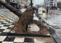 muratli-da-kahvehaneye-devrilen-agac-tedirginlik-yaratti