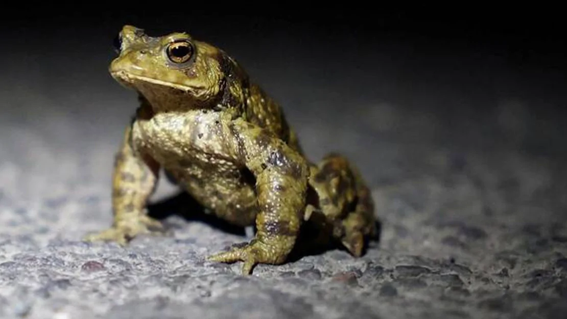 kambo-ritueli-hastanede-son-buldu