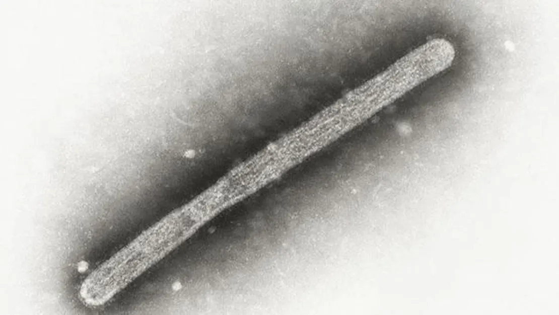 kus-gribi-yeniden-abd-de-ilk-olum-gerceklesti