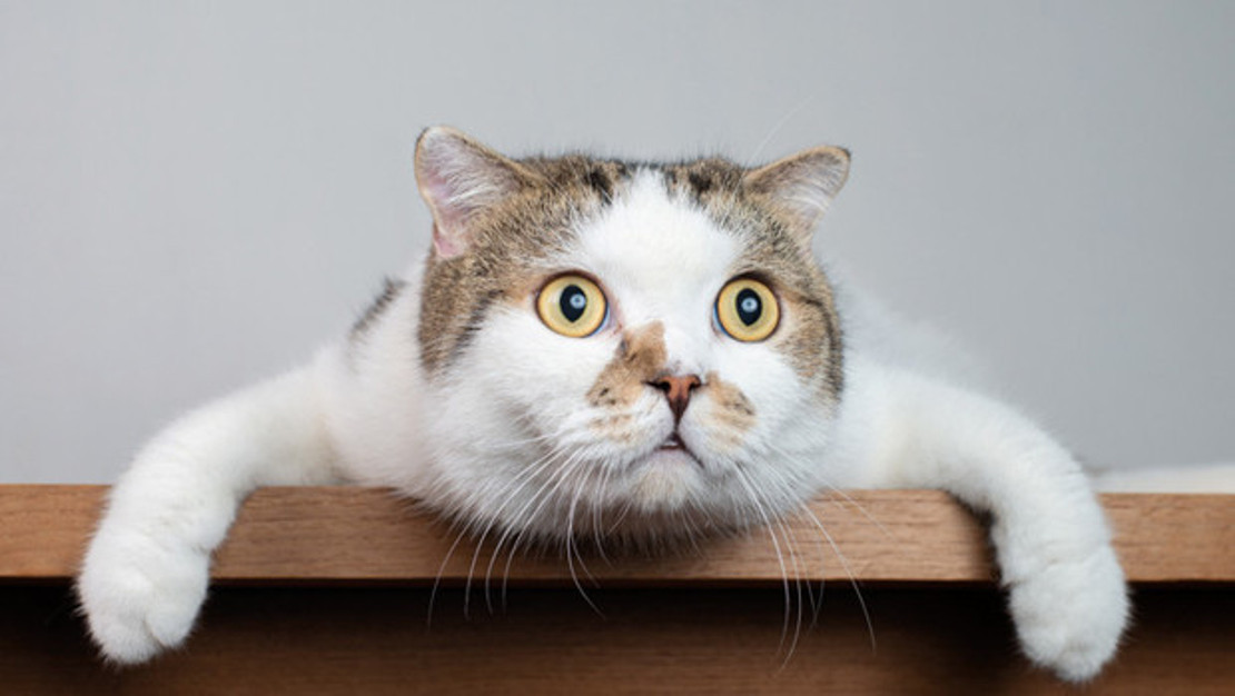 kedi-dusmesiyle-baslayan-tazminat-davasi-sonuclandi