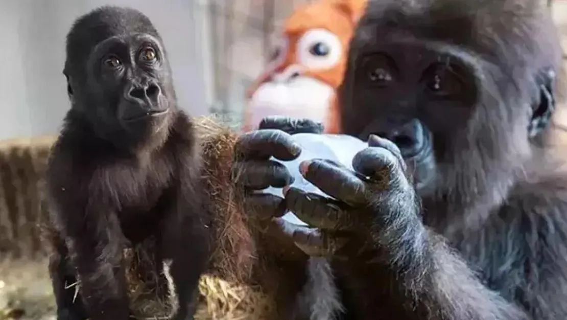 yavru-gorilin-ismi-zeytin-olarak-belirlendi