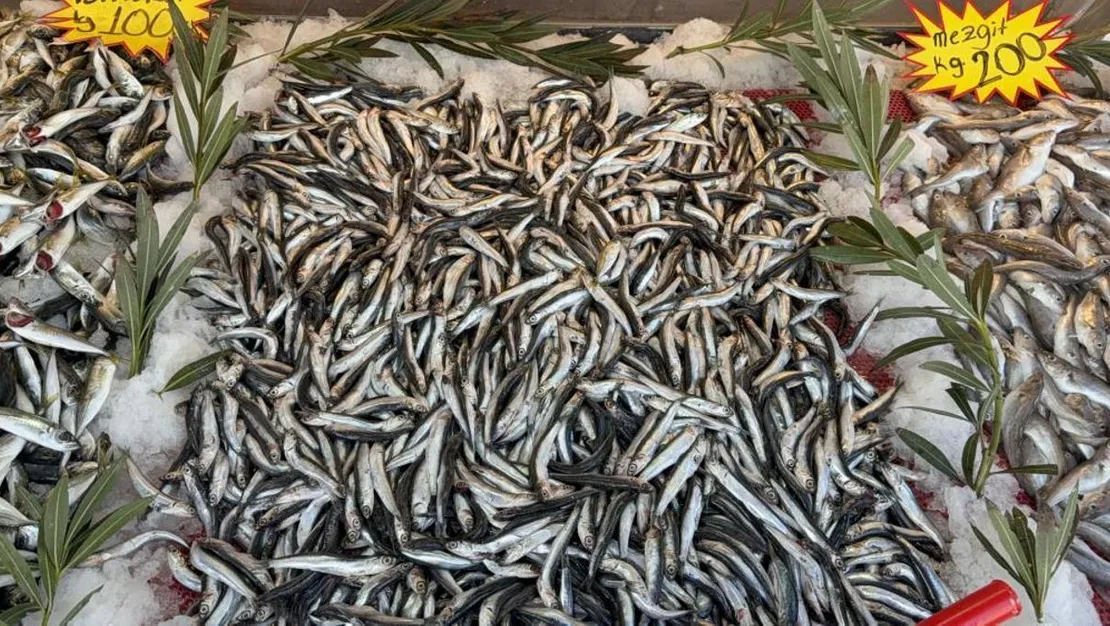 hamsi-azalinca-palamut-tezgahlara-dondu