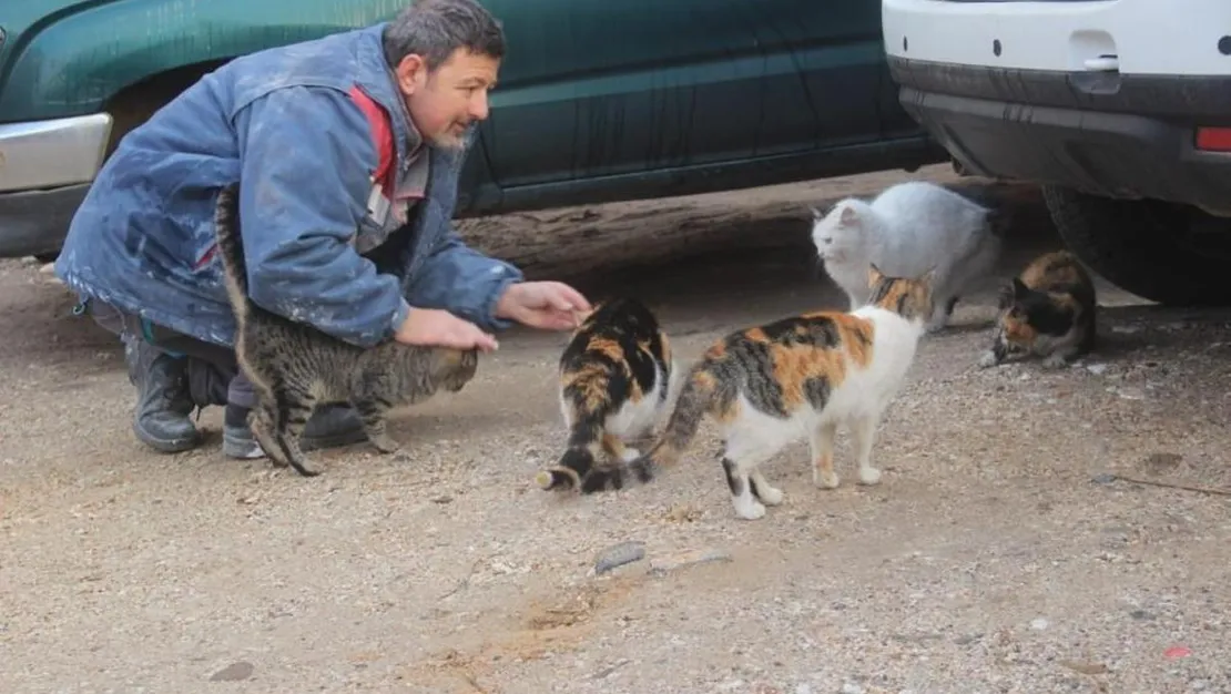 kedi-besleyerek-hayvanseverlik-yolunda-devam-ediyor