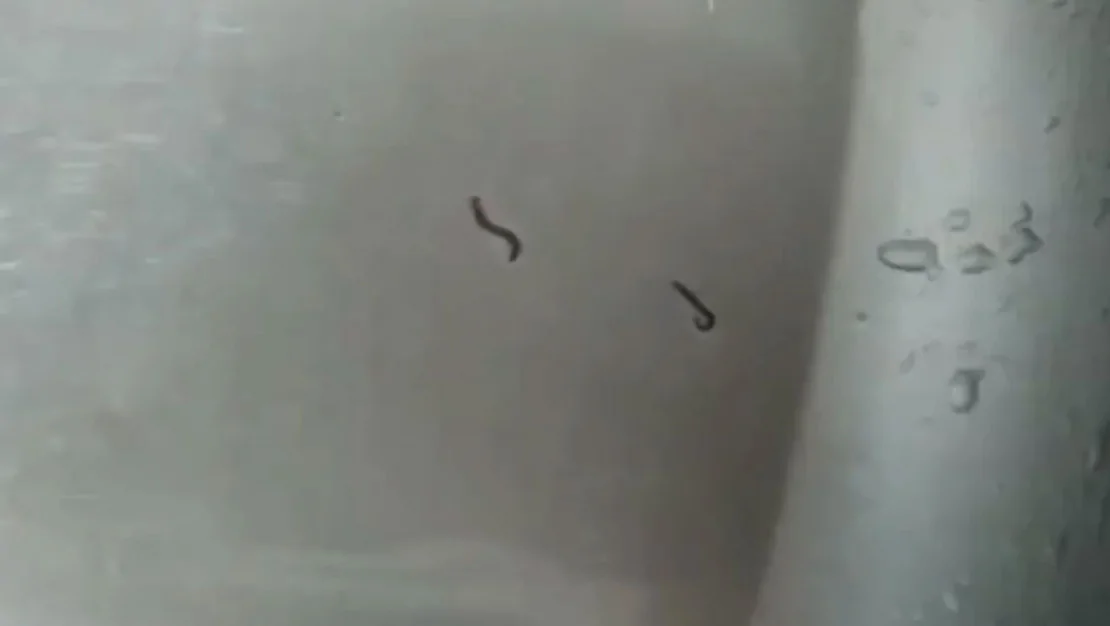 tekirdag-da-cesme-suyunda-kurtcuklar-bulundu