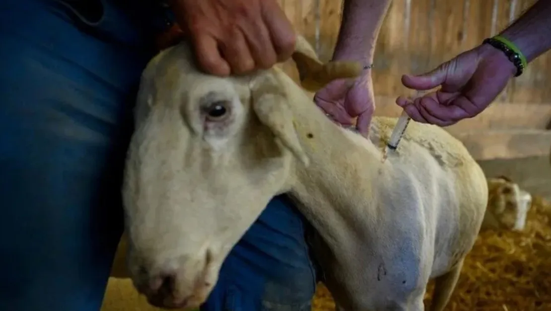 datca-da-hayvanlara-karantina-uygulaniyor