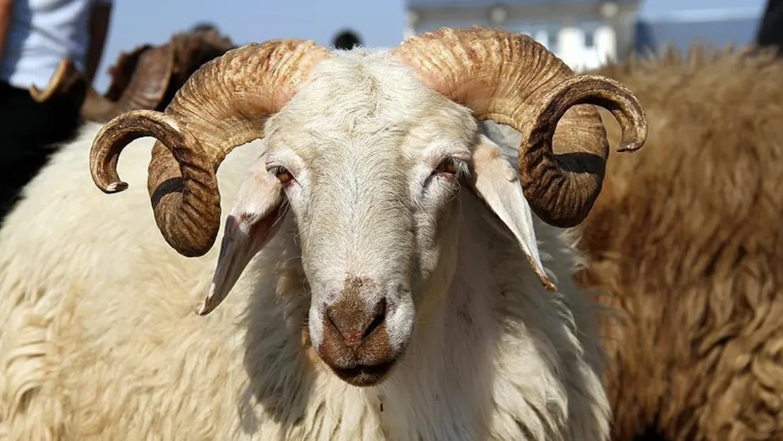 kucukbas-kurbanlikta-sikinti-yok