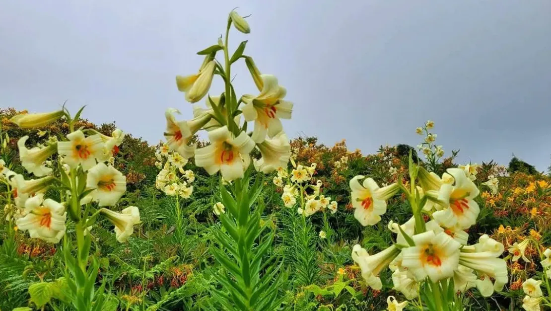 ordu-da-cicek-koparmanin-cezasi-245-bin-lira