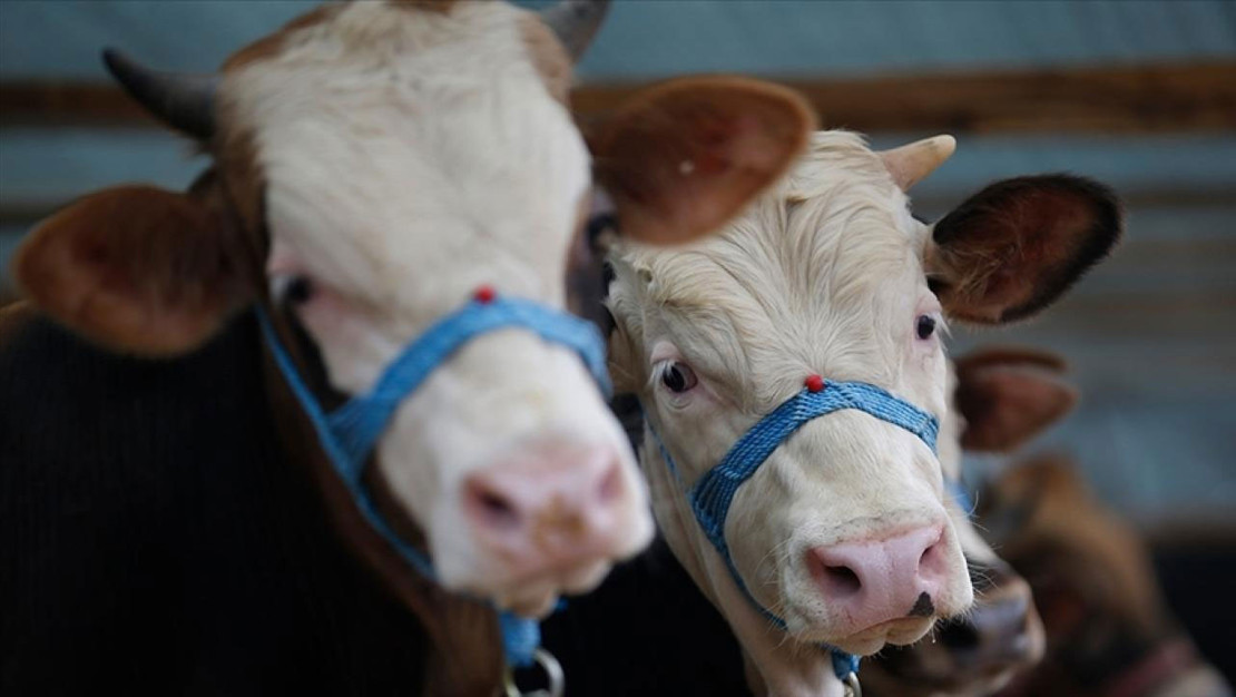 sakarya-da-37-mahallede-sap-karantinasi-uygulamasi