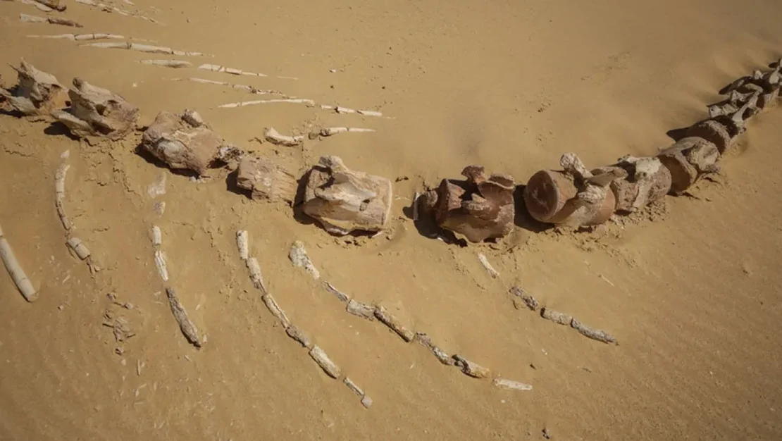 26-milyon-yillik-balina-turu-bulundu