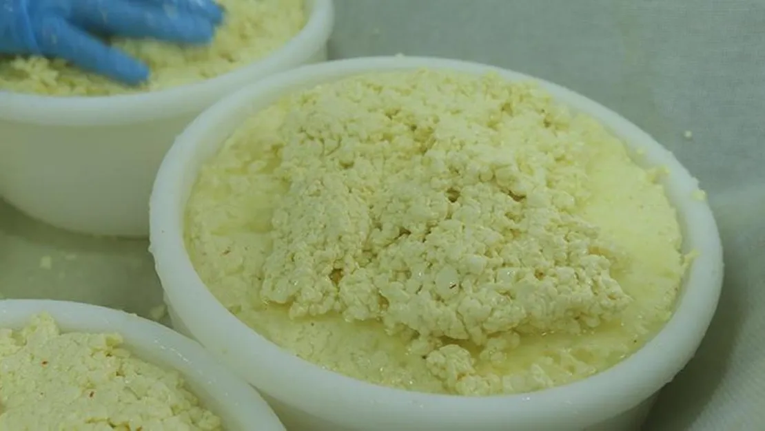 safranli-coban-peyniri-tuketiciyle-bulusuyor