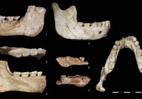 fas-ta-773-bin-yillik-insan-fosilleri-bulundu