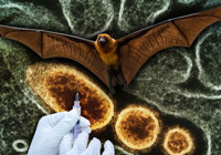 hindistan-da-nipah-virusu-salgini-hizla-yayiliyor