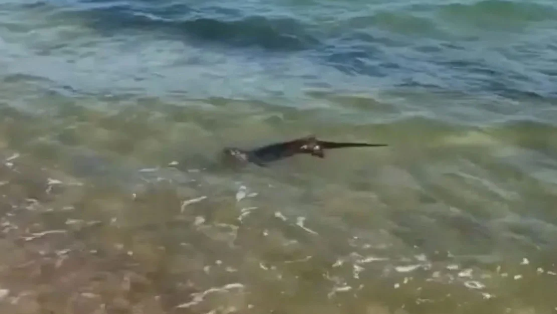 enez-de-su-samurunun-deniz-keyfi