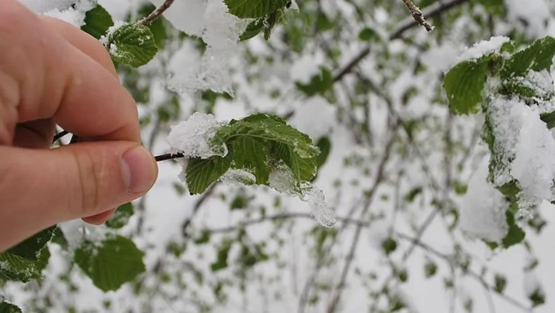 zirai-don-gida-arzini-etkilemiyor
