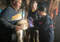 yalova-da-hayvan-sagliginda-onemli-gelismeler-yasaniyor