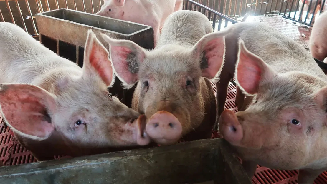 domuz-akcigeri-insana-nakledildi