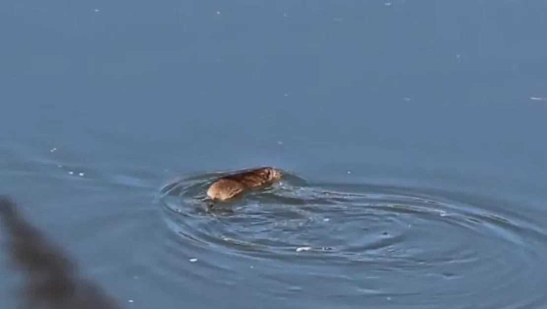 diyarbakir-da-gocmen-sicanlar-goruldu