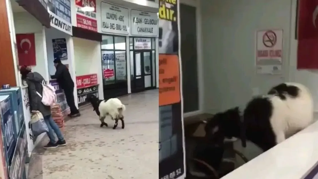 otogara-giren-keci-paralari-aldi