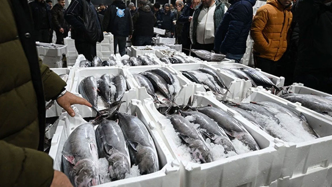 turkiye-de-su-urunleri-uretiminde-rekor-avcilar-500-ton-torik-yakaladi