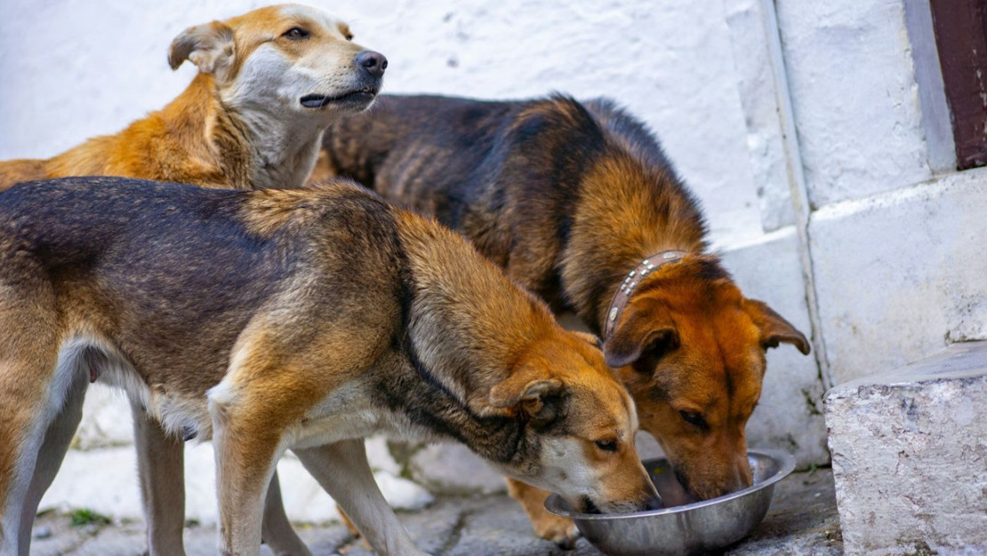 istanbul-da-sokak-kopeklerine-yonelik-yeni-duzenleme