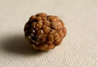 sigir-safra-taslari-altina-rakip-oluyor