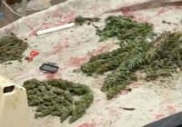 kenevir-yetistiren-supheli-tutuklandi-operasyonda-94-saksi-ele-gecirildi