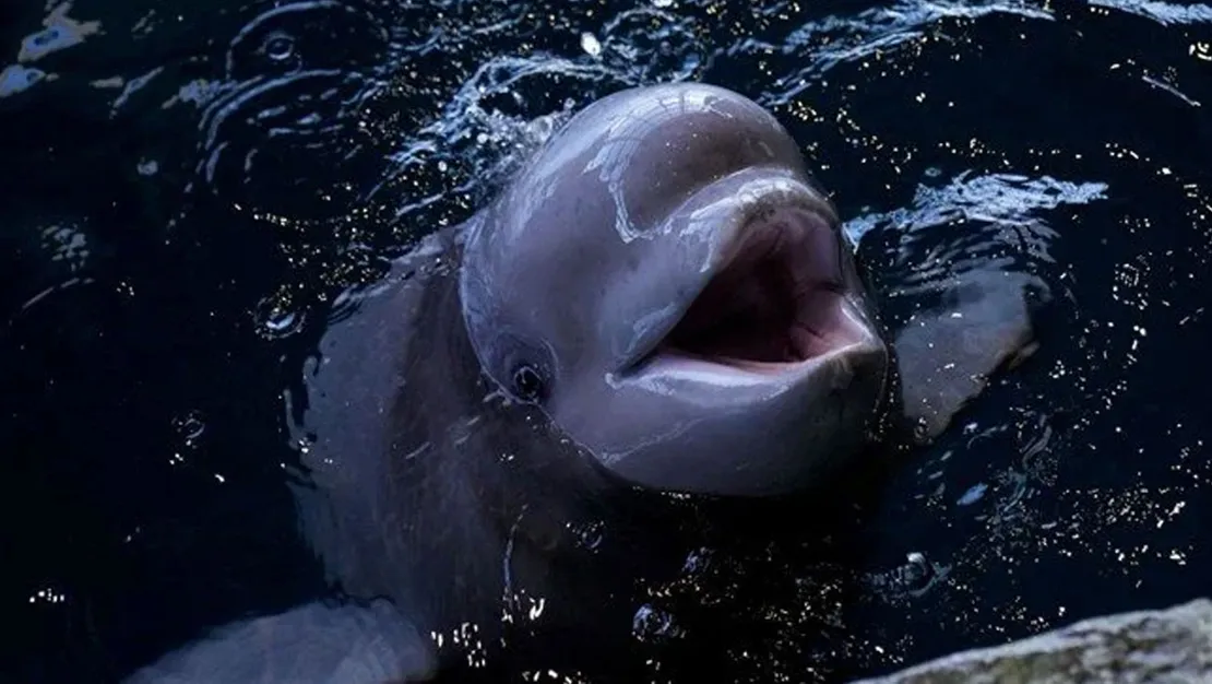 anesteziye-tabi-tutulan-balina-ameliyat-edildi