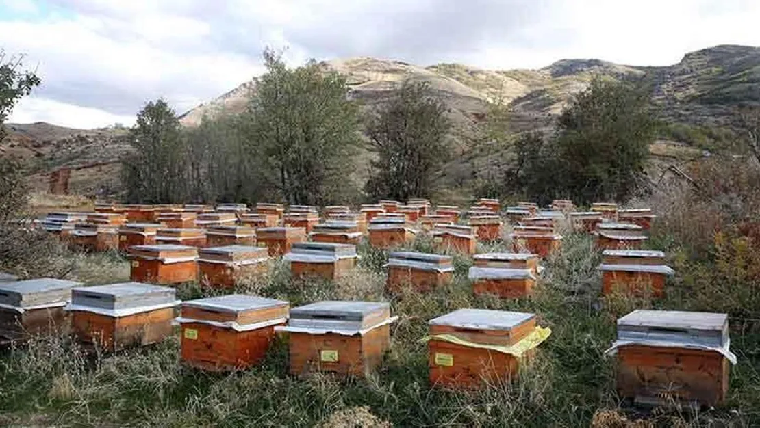 mus-tan-yurt-disina-bal-ihracati-basladi