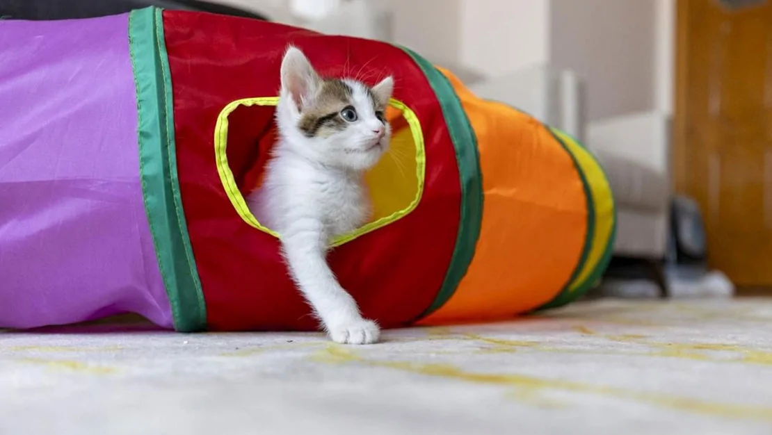 kedilerde-kanser-tedavisi-umut-veriyor