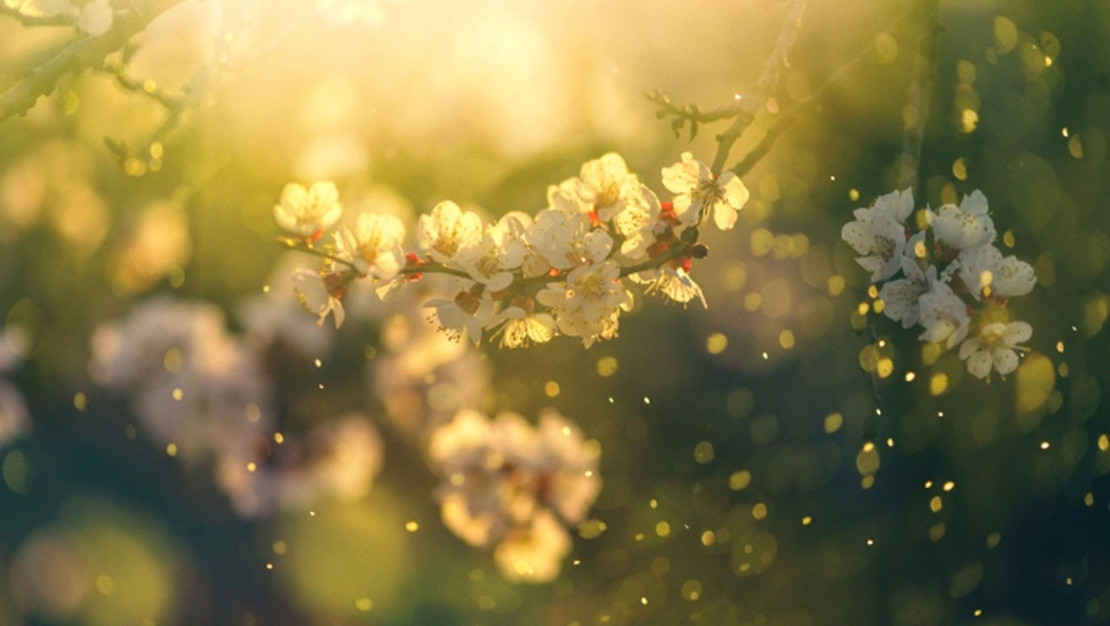 polen-alerjisine-karsi-etkili-bes-onlem