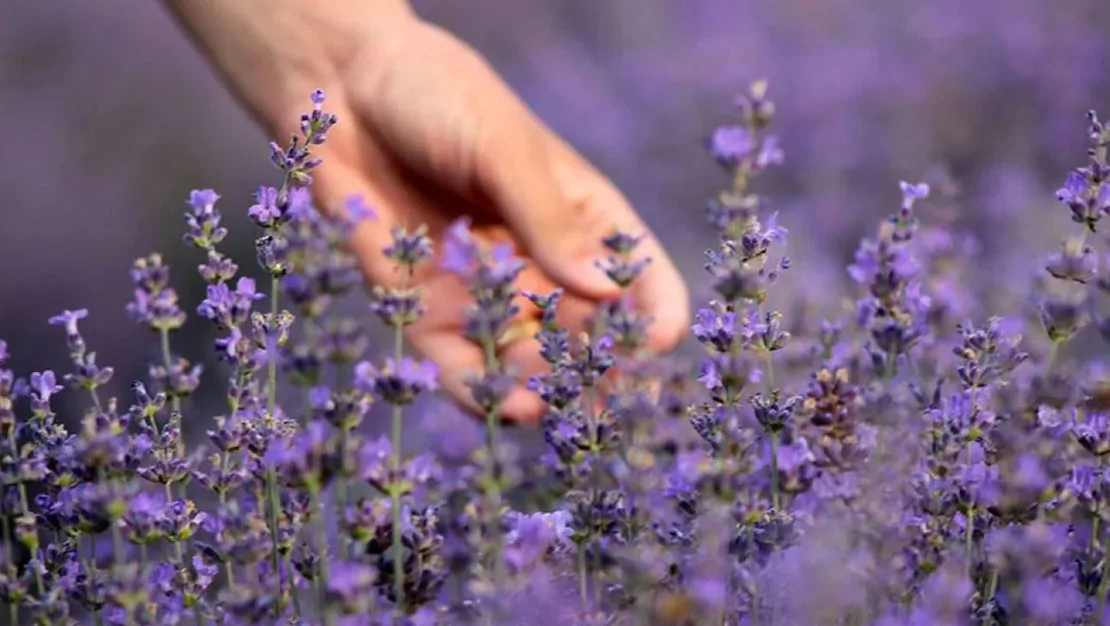 bocekleri-uzaklastiran-5-bitki