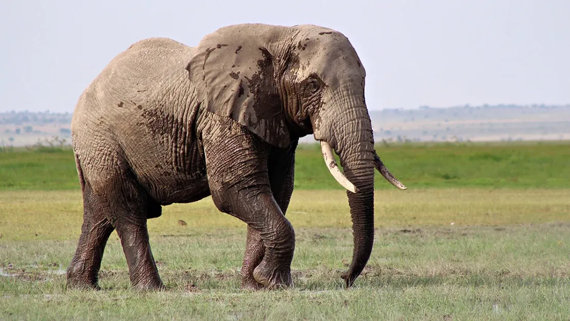 hindistan-da-fil-saldirisi-5-olu