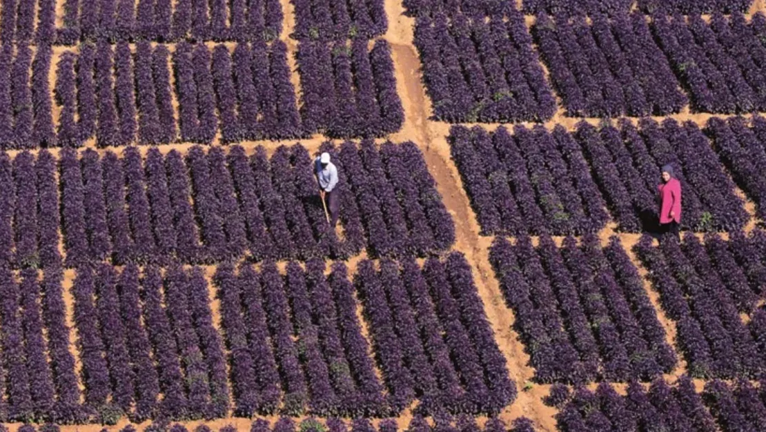 cografi-isaretli-mor-reyhan-hasadi-basladi