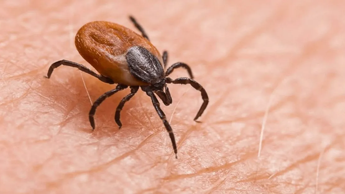 kene-vaka-sayisi-artti-izmir-istanbul