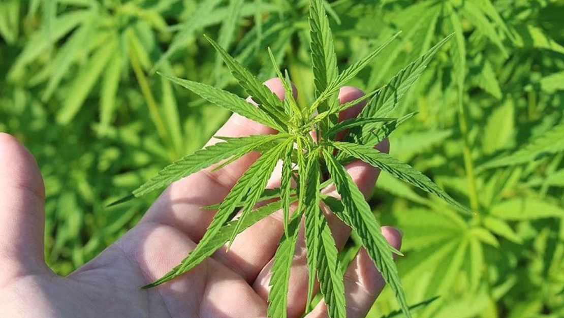 kenevir-yetistiriciligi-yonetmeligi-resmi-gazete-de-yayinlandi