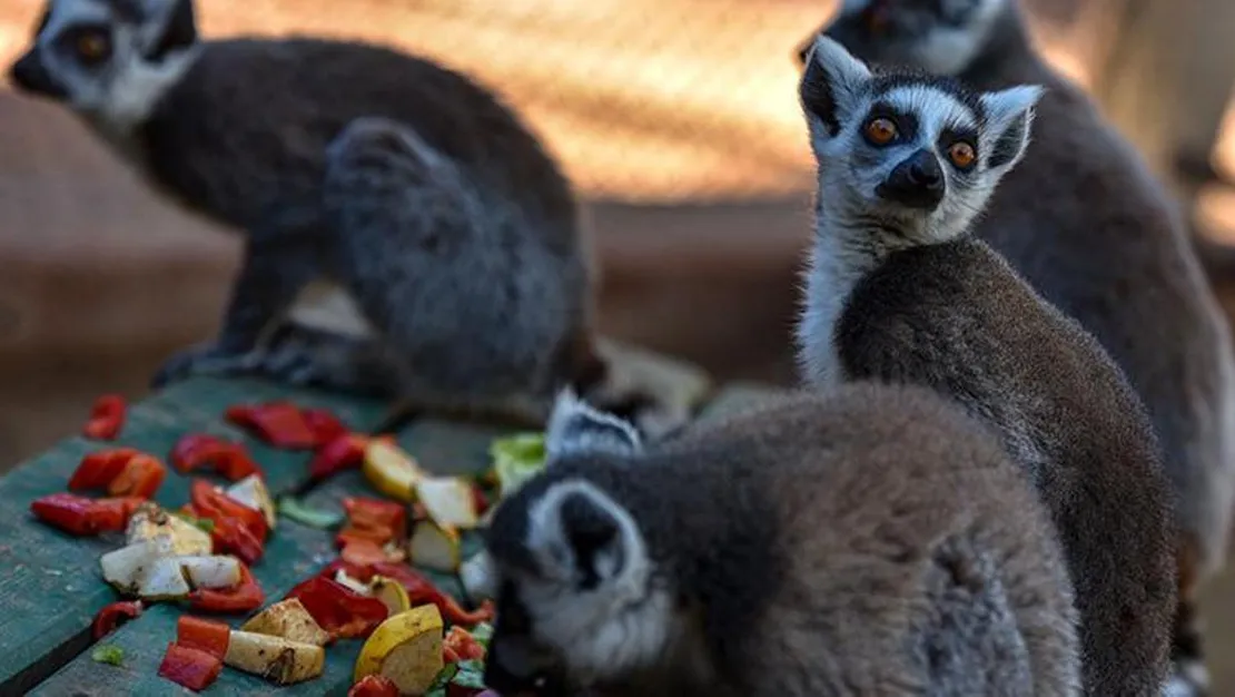 lemurlarin-gunesli-sabah-ritueli-yoga-hissi